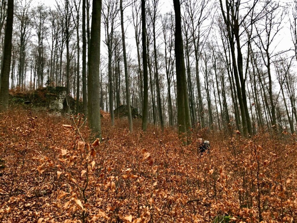 Deutschland-Doegerode-Suchbild-mit-Achim-und-den-Felsen_1