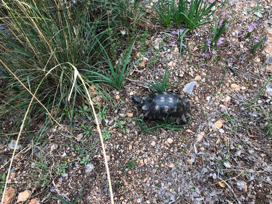 Griechenland-Argolis-Klettern-Schildkroete-auf-dem-Zustieg