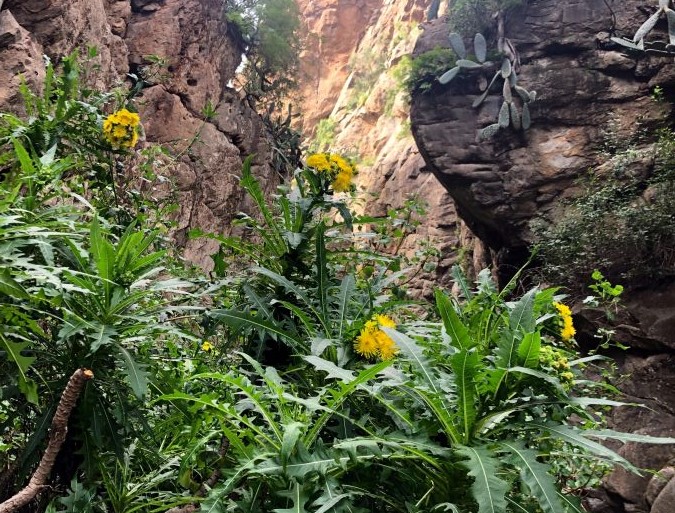 Spanien-Teneriffa-Tamadaya-Barranco-quer