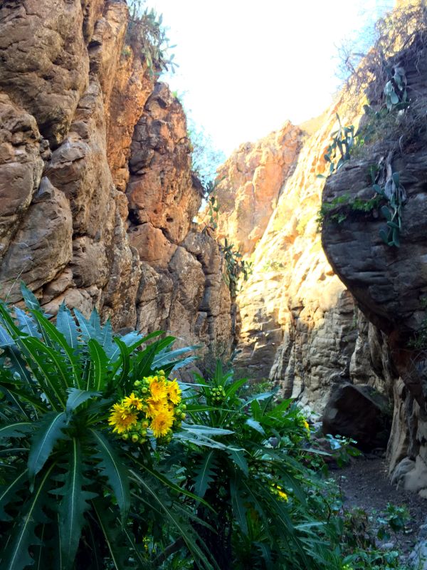 Spanien-Teneriffa-Klettergebiet-Tamadaya-Blume