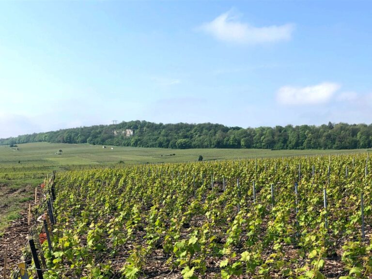 Frankreich Champagne Vertus Blick über die Reben