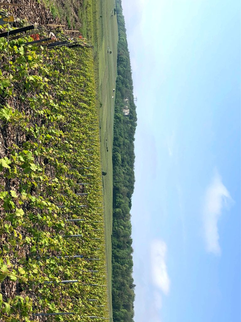 Frankreich Champagne Vertus Blick über die Reben